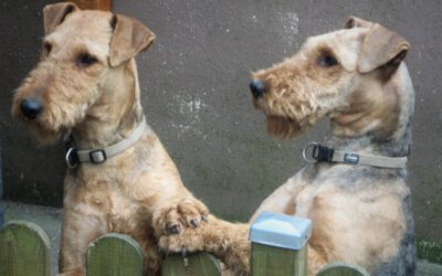 Ein sehr gutes Jahr für die Zuchtstätte Airedale -Terrier von der Seeworth !