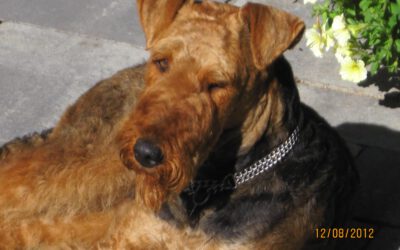 Die Zuchtgrundlage der Airedale-Terrier v.d.Seeworth