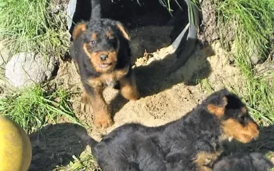 GARTENARBEIT für Airedale-Terrier