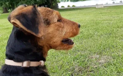 Erfolgreiche Beziehung zum Airedale-Terrier