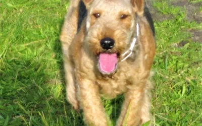 Der 30. Wurf, Airedale-Terrier von der Seeworth