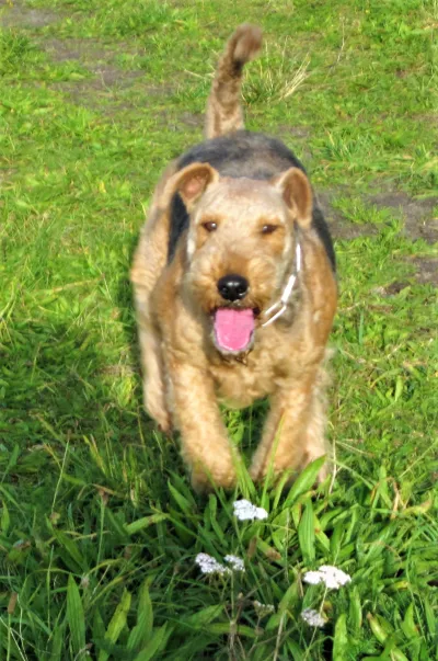 Der 30. Wurf, Airedale-Terrier von der Seeworth