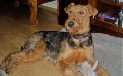 Die neue Generation Airedale-Terrier in der Seeworth !