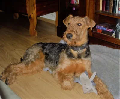 Die neue Generation Airedale-Terrier in der Seeworth !