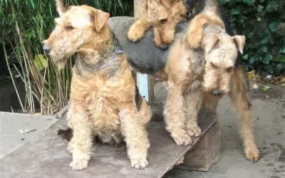 Airedale-Terrier Familie v.d.Seeworth
