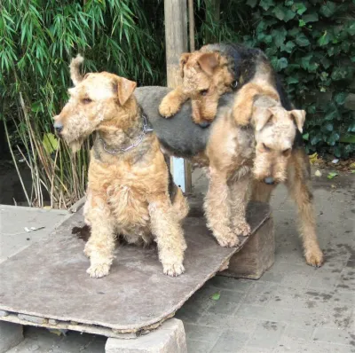 Airedale-Terrier Familie v.d.Seeworth