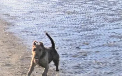 Schönwettertag im Januar mit Airedale-Terriern