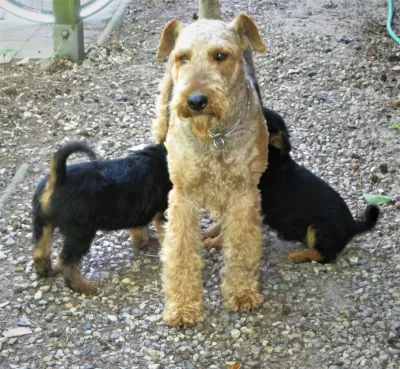 XARAS Welpen sind bereit für die neue Familie.