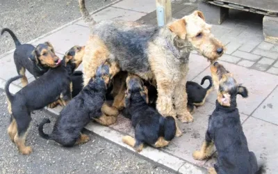 Fröhliche Airedale-Terrier-Welpen.