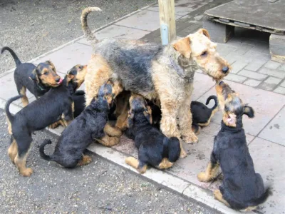 Fröhliche Airedale-Terrier-Welpen.