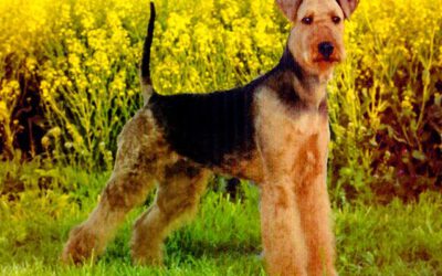 Weihnachten 2021, Airedale-Terrier v.d.Seeworth