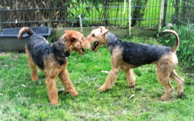 Airedale-Terrier Tawa & Donna  v.d. Seeworth