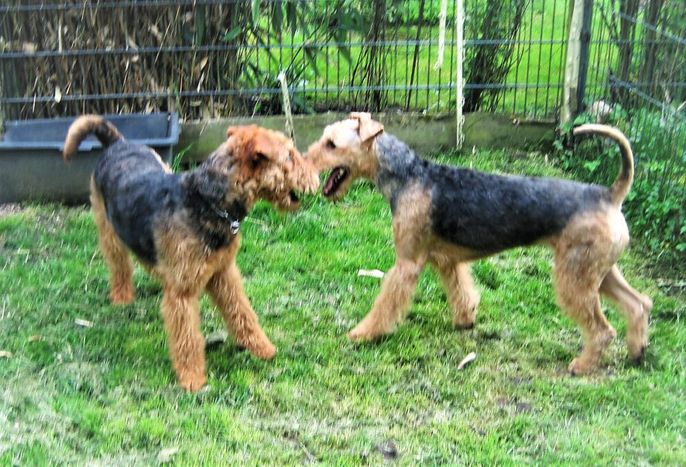 Airedale-Terrier Tawa & Donna  v.d. Seeworth