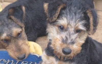 Vom  Seeworth-baby zum Airedale-Terrier-Welpen