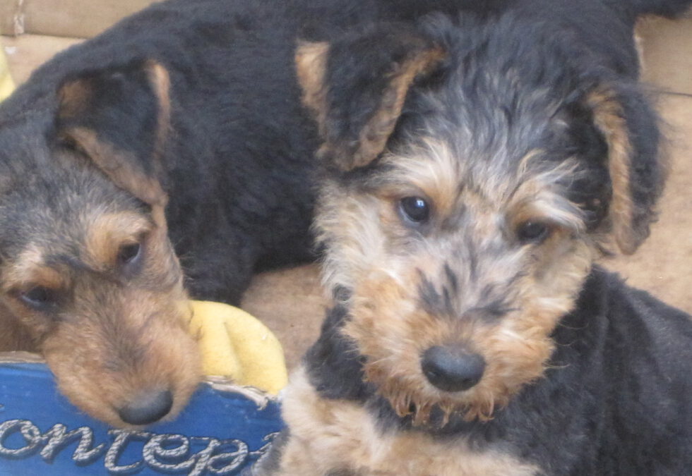 Vom  Seeworth-baby zum Airedale-Terrier-Welpen