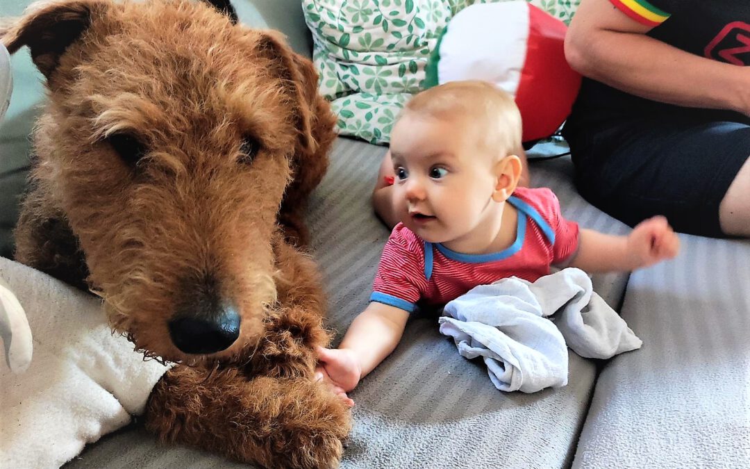 Familienplanung mit dem Airedale-Terrier