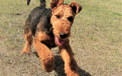 Airedale-Terrier DONNA v.d.Seeworth auf dem Weg zum Zuchthund.