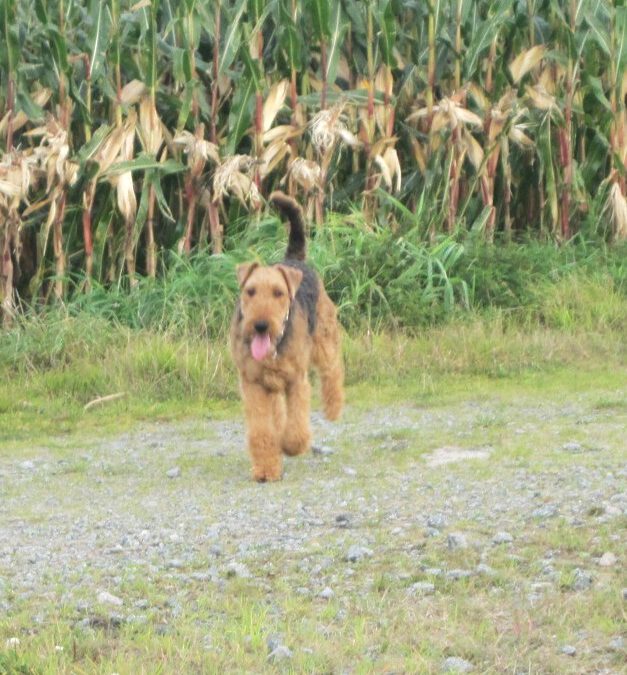 Freiheit in Feld und Wald