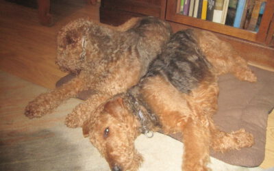 Airedale- Terrier v. d. Seeworth im Familienmodus