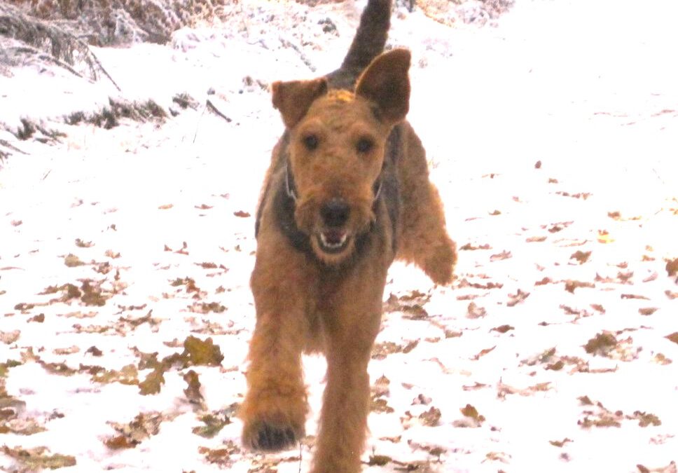 Winterwald  und DONNA,  Impressionen im Schnee.